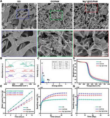 Corrigendum: The fabrication of a gellan gum-based hydrogel loaded with magnesium ions for the synergistic promotion of skin wound healing